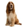 Barbour Tartan & Webbing Dog Collar Classic Tartan