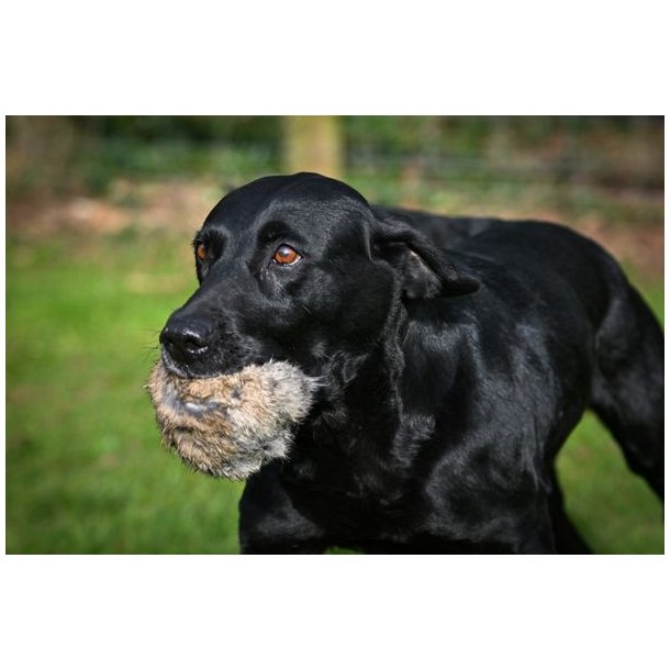 BG Scent Rabbit Ball 225g