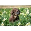 BG Scent Rabbit Ball 225g