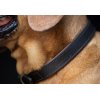 Dubarry Axel Lder Dog Collar Mahogony