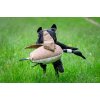 Dummy Dead Goose Canvas
