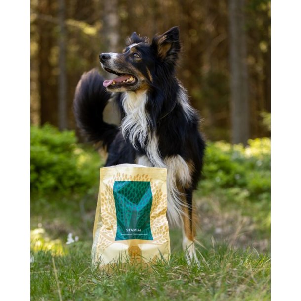 Essential Stamina 10kg