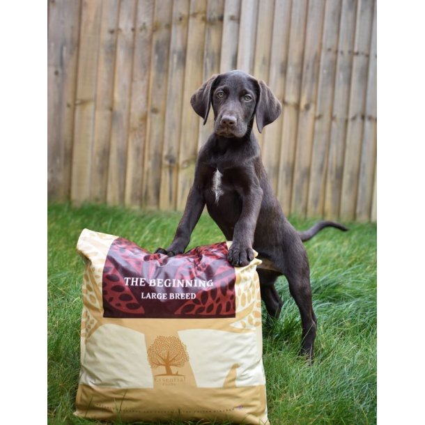 Essential The Beginning Large Breed 10kg