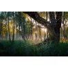 H�rkila Forest Hunter GTX Camo-Jakke AXIS MSP� Darkwood