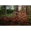 H�rkila Forest Hunter GTX Camo-Jakke Lang AXIS MSP� Autumn Orange