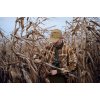H�rkila Pajala Skjorte Cornstalk Check
