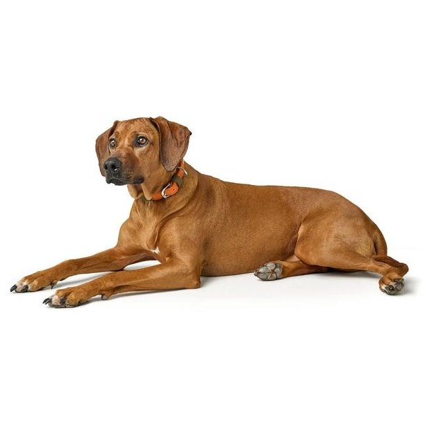 Hunter Wolmar Halsb�nd Khaki / Orange