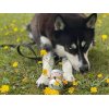 MEAT & TREAT Hest Godbidsplse 200g