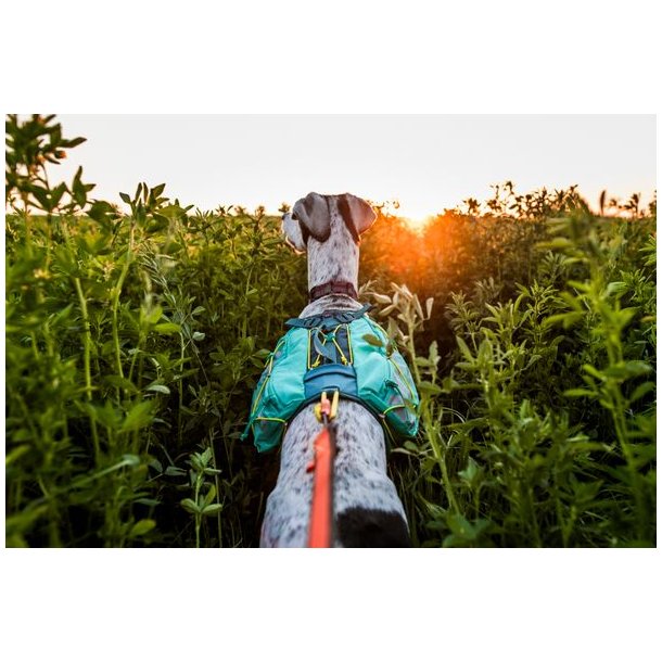 Non-stop dogwear Trail Light Dog Backpack Teal