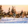 Non-stop dogwear Trail Light Dog Backpack Teal