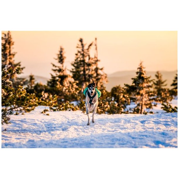 Non-stop dogwear Trail Light Dog Backpack Teal