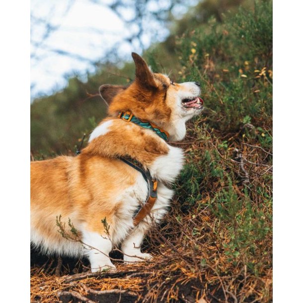 Non-stop dogwear Trail quest collar Rachel Pohl edition Teal/Oak