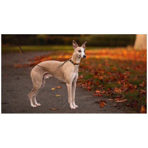 Non-stop dogwear Trail quest collar Rachel Pohl edition Teal/Oak