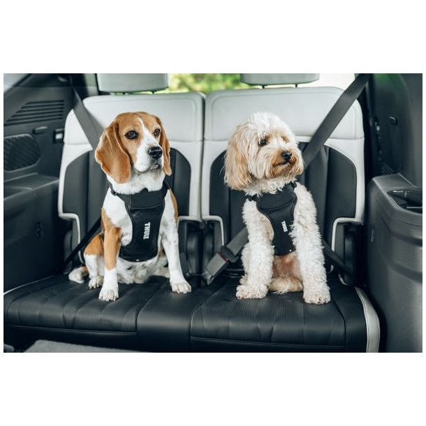 Thule Cappy Dog Bilsele Black
