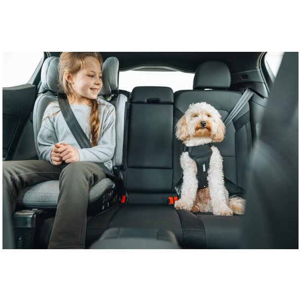 Thule Cappy Dog Bilsele Black