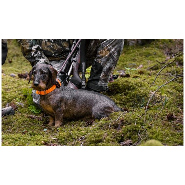 Tracker Bark 4G IoT Hundesporing
